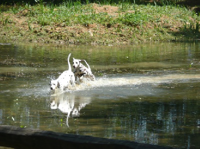 du Reflet de la Lune d'Argent