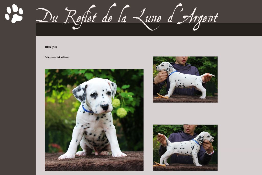 du Reflet de la Lune d'Argent - Dalmatien - Portée née le 30/03/2017